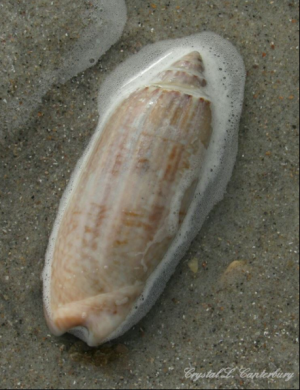 Ocracoke Shell-Seeking Lettered Olive on Ocracoke